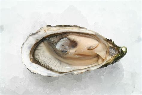 weense oester